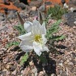 Eulobus californicus Flower