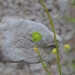 Biscutella lima Fruit