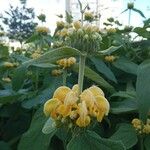 Phlomis fruticosaBlomst