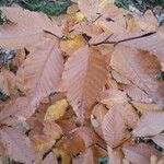 Fagus grandifolia Feuille