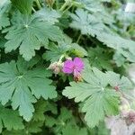 Geranium macrorrhizumКвітка