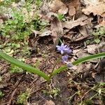 Scilla bifolia برگ