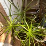 Cyperus alternifolius ശീലം