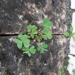 Oxalis fontana Leaf