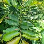 Casearia tomentosa Leaf