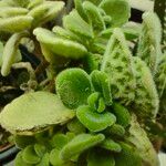 Plectranthus hadiensisBlad