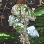 Polypodium cambricum পাতা