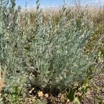 Artemisia frigida Blatt