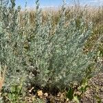 Artemisia frigida Hoja