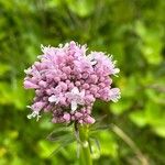 Valeriana dioicaFlower