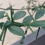 Citrus australasica Leaf