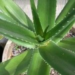 Aloe vaombe Deilen