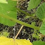 Althaea officinalis Кора