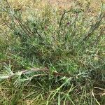 Artemisia campestris ഇല