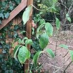 Cornus capitata 叶