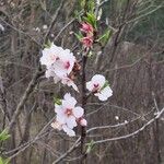 Prunus amygdalus Цветок