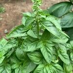 Ocimum americanumপাতা