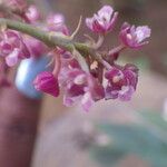 Polystachya concreta Floro
