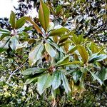 Magnolia grandiflora Leaf