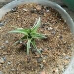 Dyckia brevifolia Лист