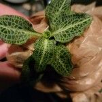 Goodyera pubescens Blatt