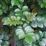 Tecomaria capensis Blatt