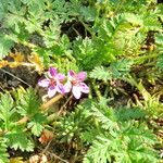 Geranium columbinum Hábito