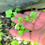Cardamine bonariensis Leaf