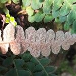 Asplenium ceterach Blatt