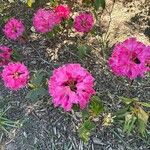 Rhododendron catawbiense Floare