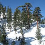 Pinus lambertiana Habitus