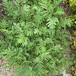 Tanacetum macrophyllum Leaf