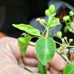 Prunus mahaleb Blatt