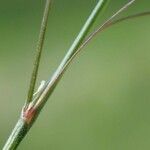 Bromus commutatus چھال