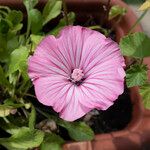 Lavatera trimestris Flower