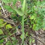 Atropa belladonna Fruit