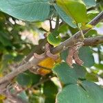 Dendrolobium umbellatum Fruit