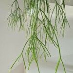 Psilotum nudum List