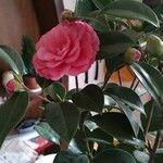 Camellia japonica Flors