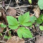 Aegopodium podagraria Leaf