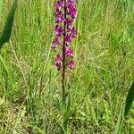 Anacamptis laxiflora Hábito