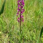 Anacamptis laxiflora Habit