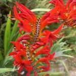 Crocosmia aureaKvet