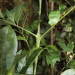Trichilia prieuriana Écorce