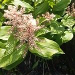 Maianthemum racemosum Flower