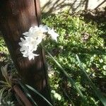 Narcissus papyraceus Kukka