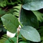 Symphoricarpos albus Leaf