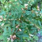 Lespedeza cuneata 葉