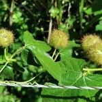 Passiflora foetida Blad