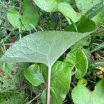 Petasites pyrenaicus Blatt